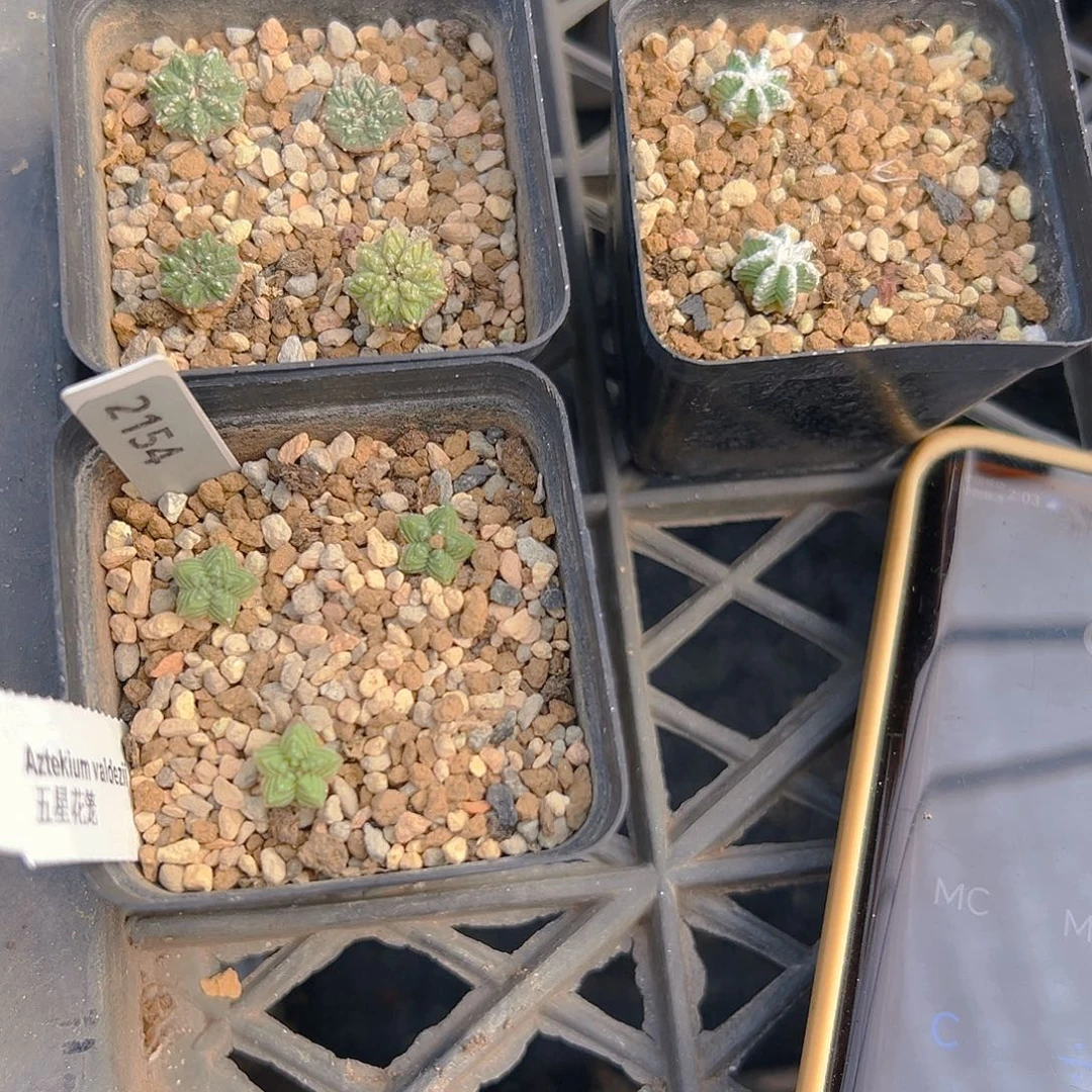 虾***仁老花笼最下,辛顿两棵，2154