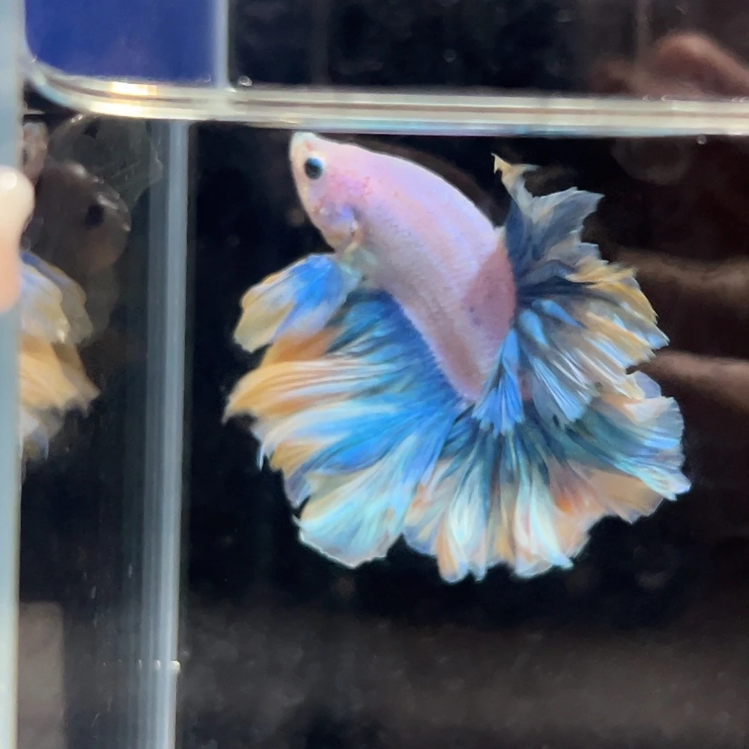 斗鱼3号梵高星月夜油画羽毛