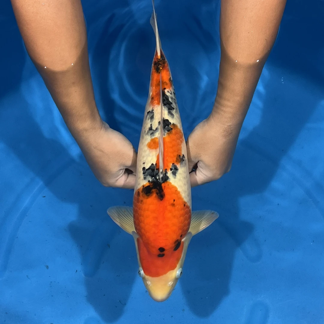 阪井出品天龍大正锦鲤母（张）【实际以直播间为准】