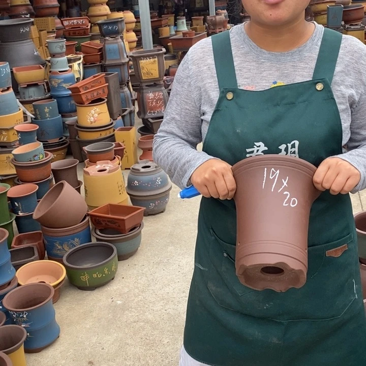 紫砂花盆盆栽花卉苗木种植