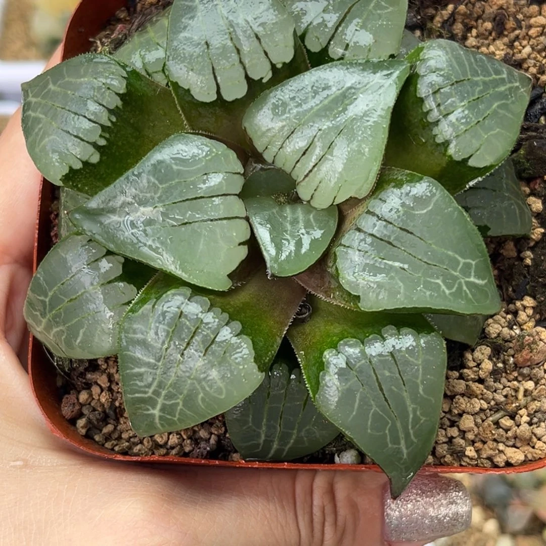 29史扑哈哈哈哈哈哈哈