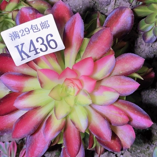 436韶华花脸多肉植物