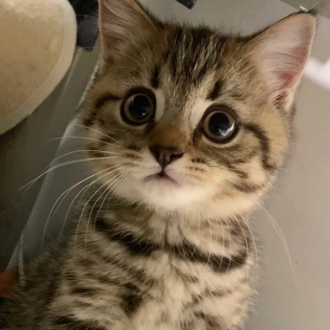 梨花猫 福利猫猫