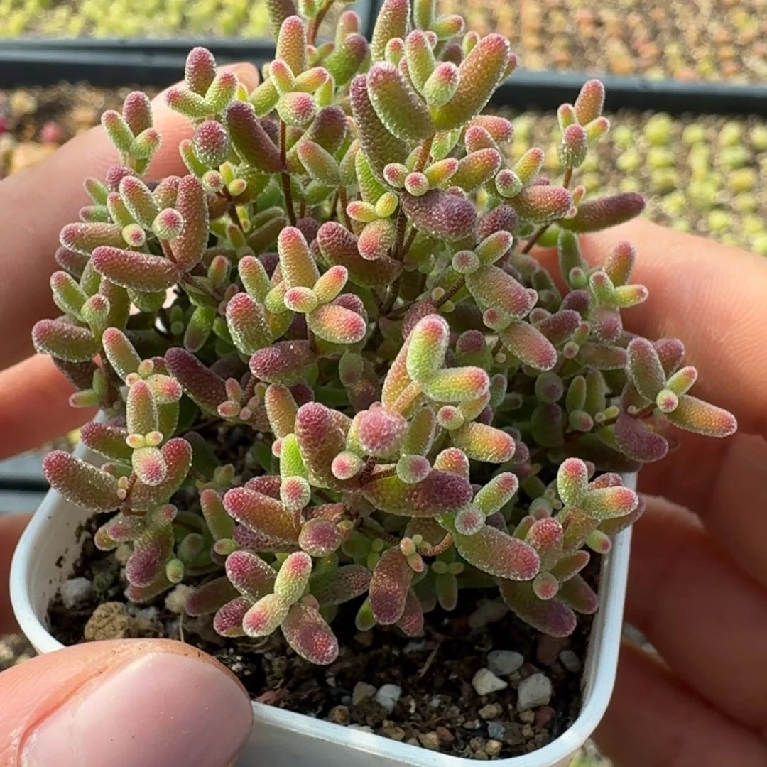 1065蜜橘糖球886666999