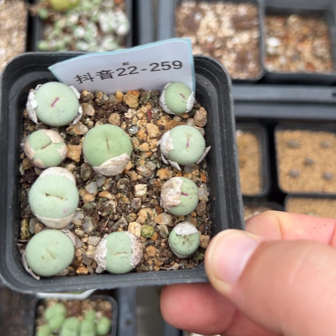 佛***怀22-259肉锥多肉植物