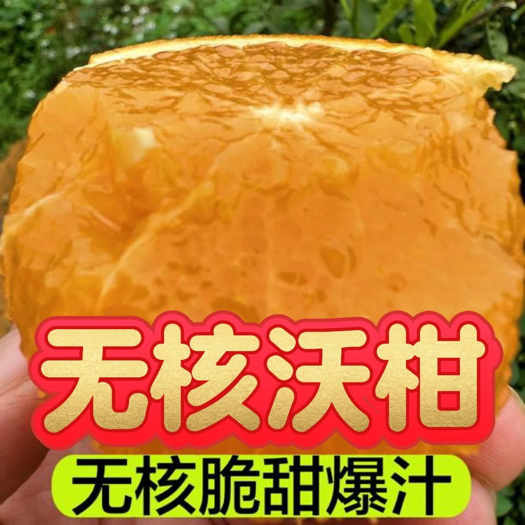【无核沃柑】A091少核贵族沃柑 皮小花微厚 脆甜果味浓郁好吃