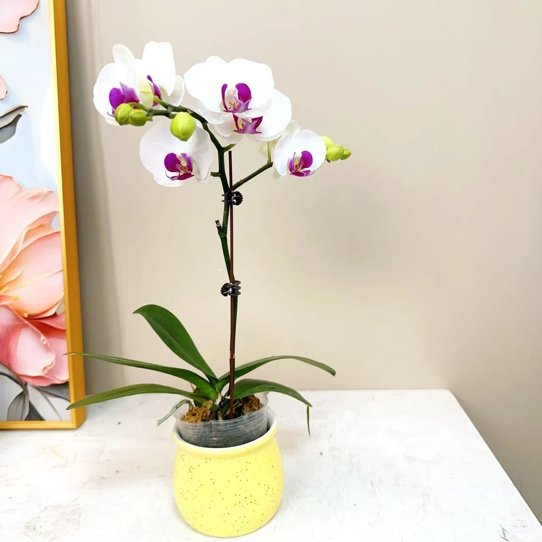 A级【雪玉】精品 蝴蝶兰