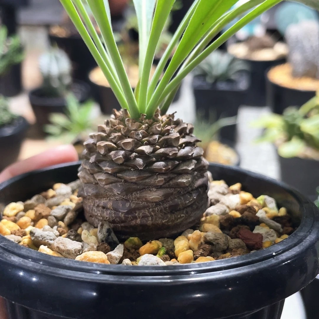 铁甲丸6666666666666