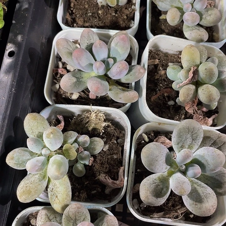 汤圆2.8带盆土发货