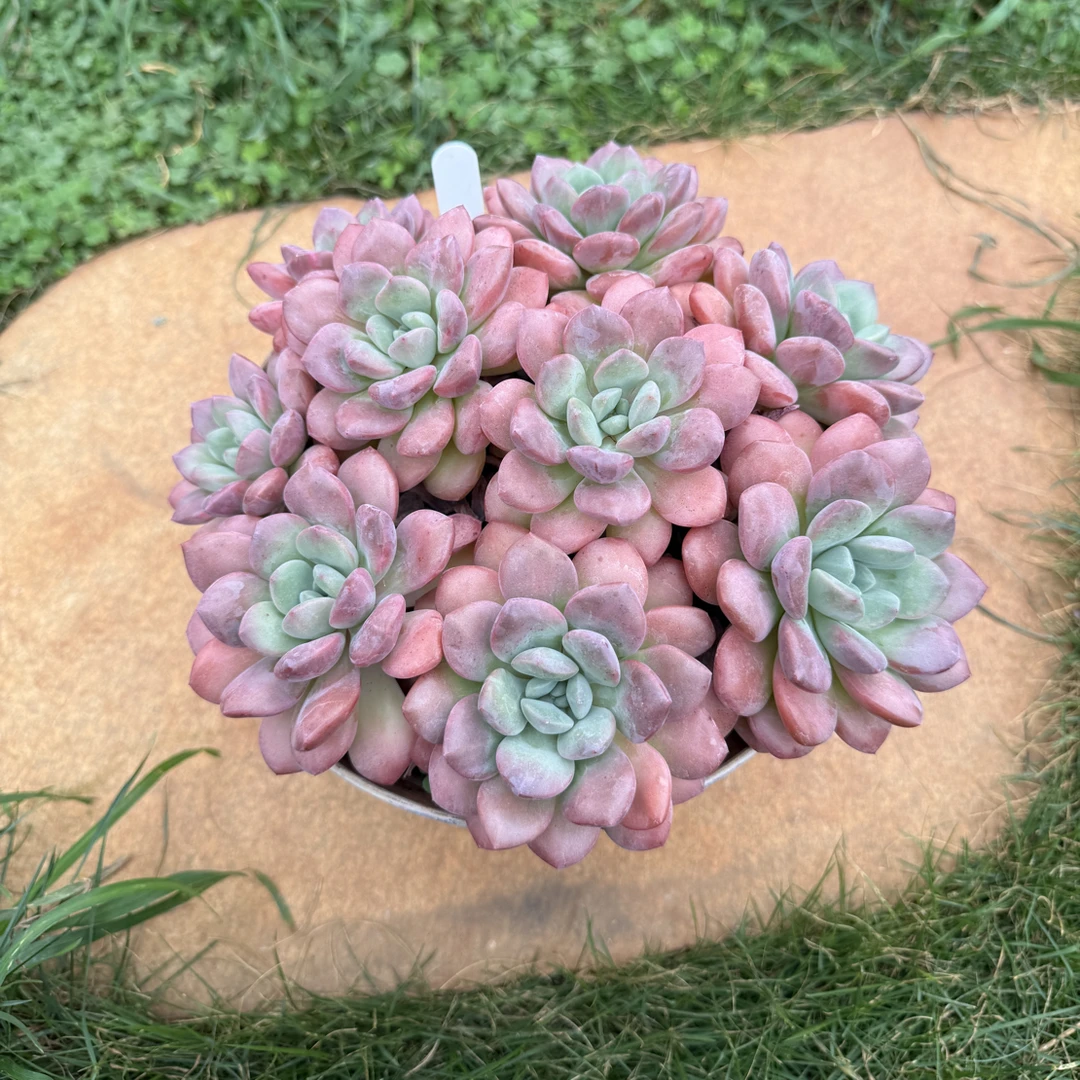 新手好养的白鹭多肉植物适合室内外养殖