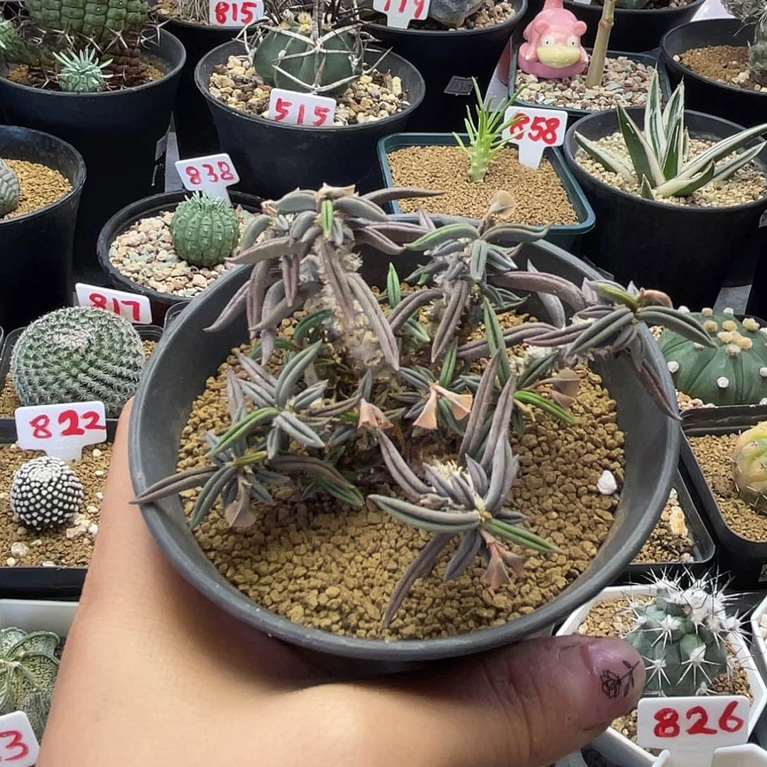 实生老桩雀舌麒麟开花株仙人球