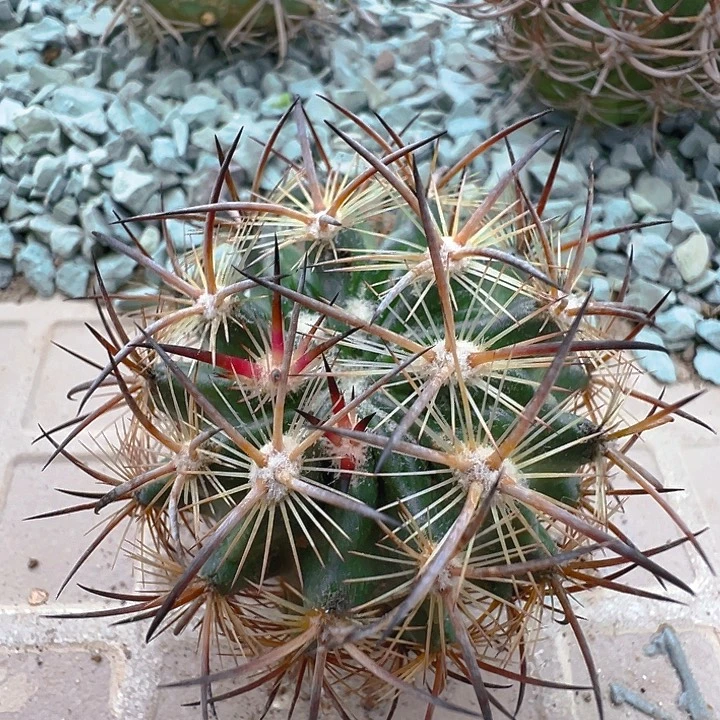 虎爪玉。 自根。