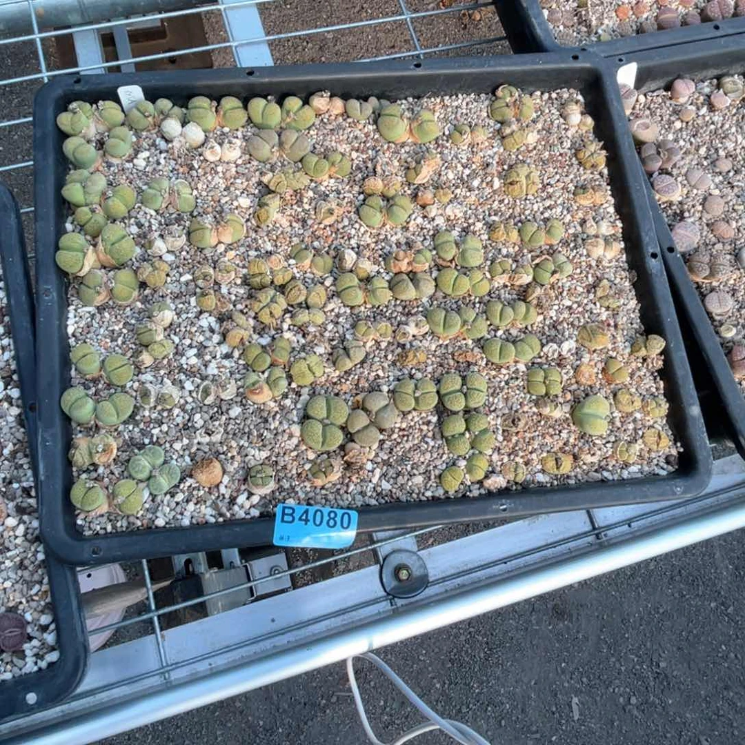 是***。4080绿碧筐不退不换不售后