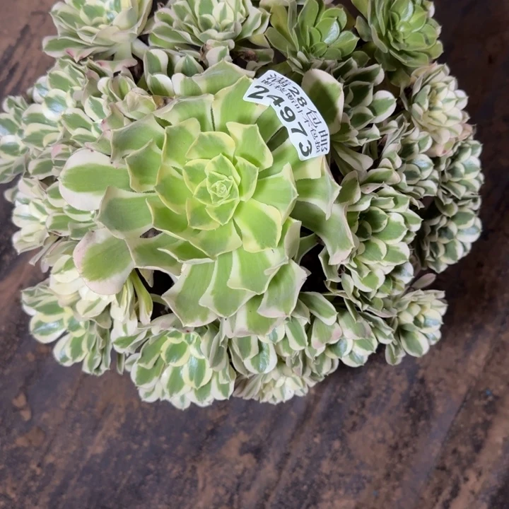 24973南白凤多肉植物