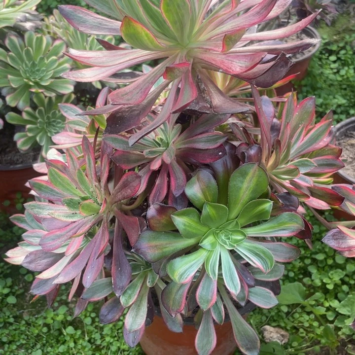 ꧁***꧂567三号棚巫毒拉丝