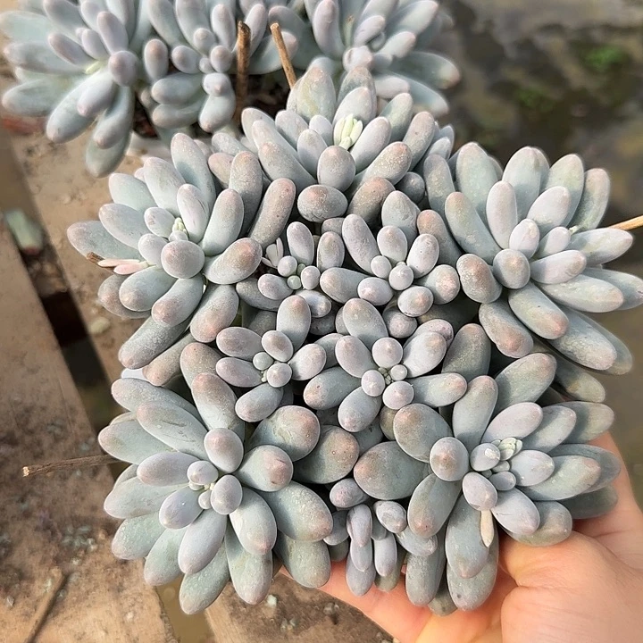 汤圆多肉植物的生长