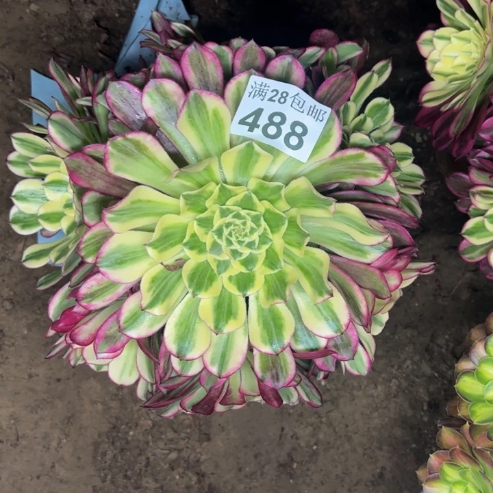 488天和多肉植物