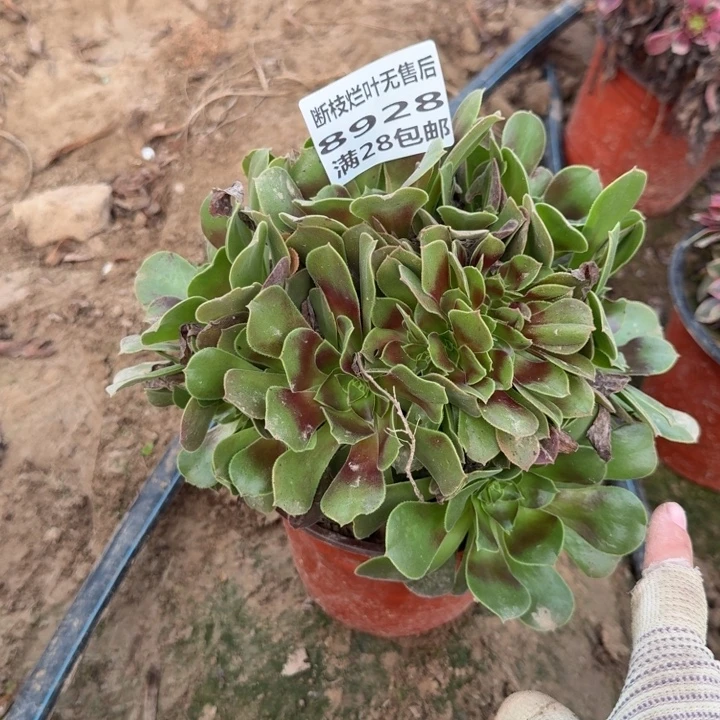 8928二号棚七彩缀G