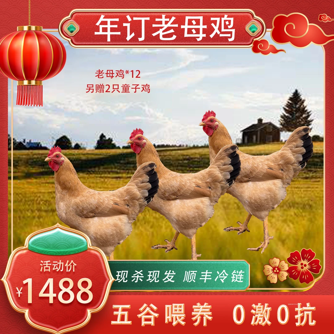【散养老母鸡12只】走地溜达地锅柴火三黄农家散养黄油土老母鸡12只