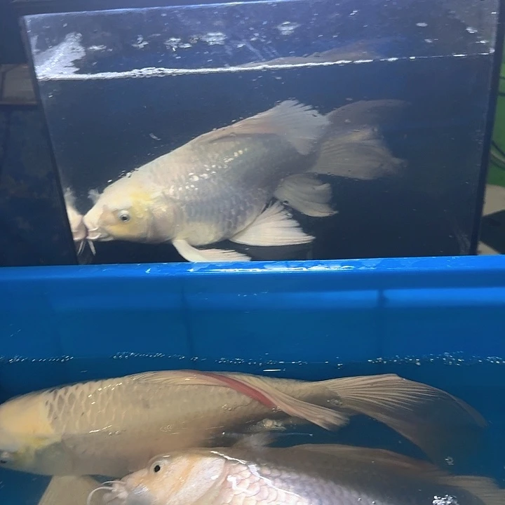 海水鱼蝴蝶鲤包邮120