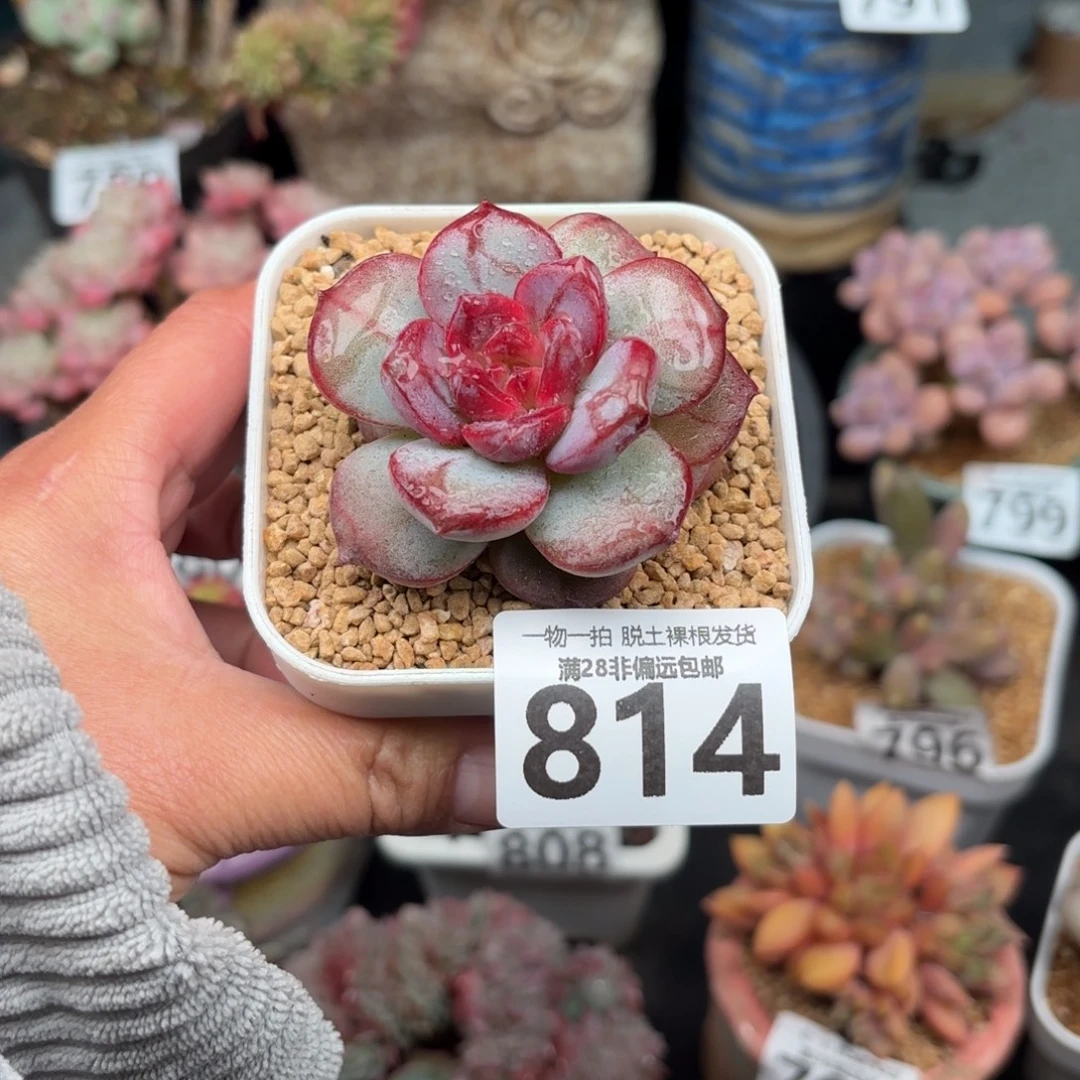 猩红之月无盆土发货