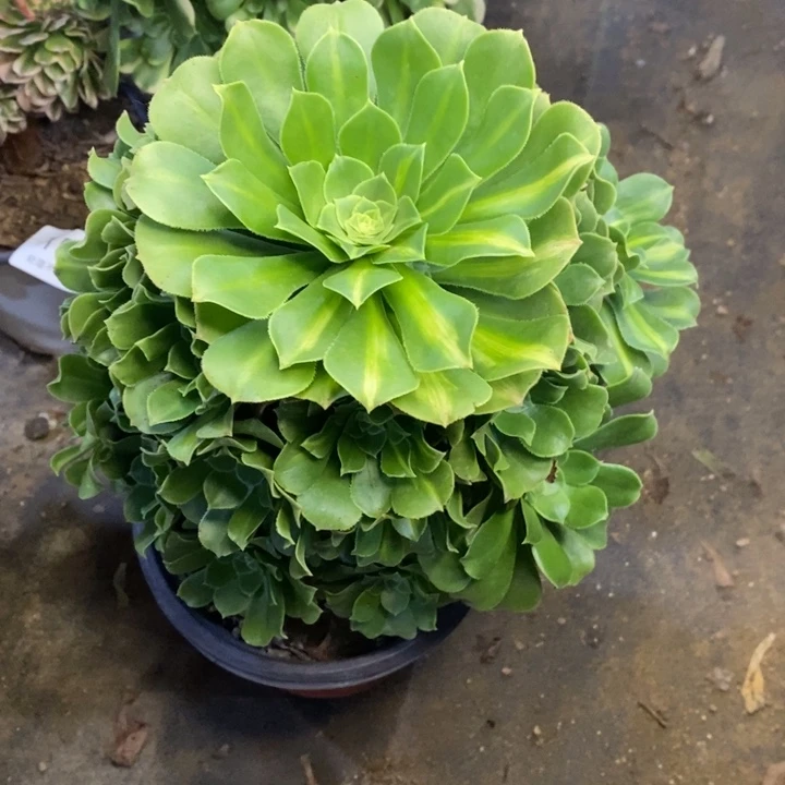 绿阳绒多肉断头不包1299