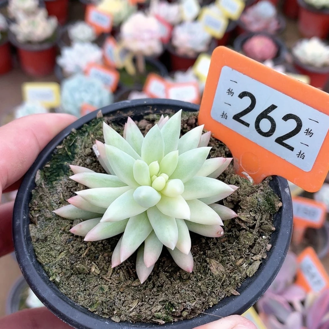 【闪购商品】262号
