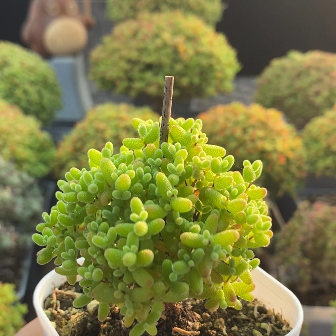 蜜橘糖球1947枝干番杏