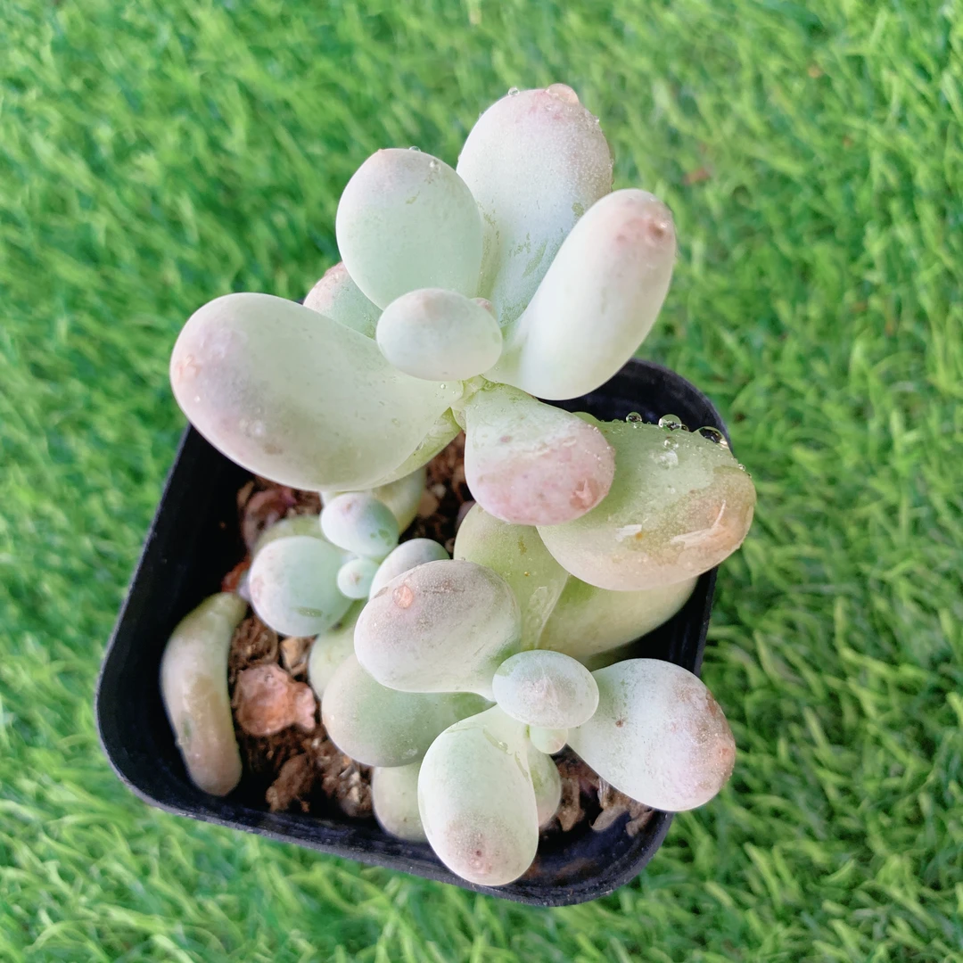 彩虹奶双头 【花界草堂】精品多肉 阳台盆栽新手易养 双11一单包邮
