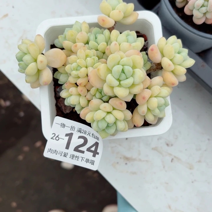 樱花罗琦无盆土发货多