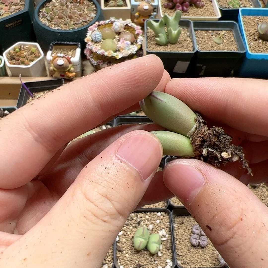 【闪购商品】35  开播福利