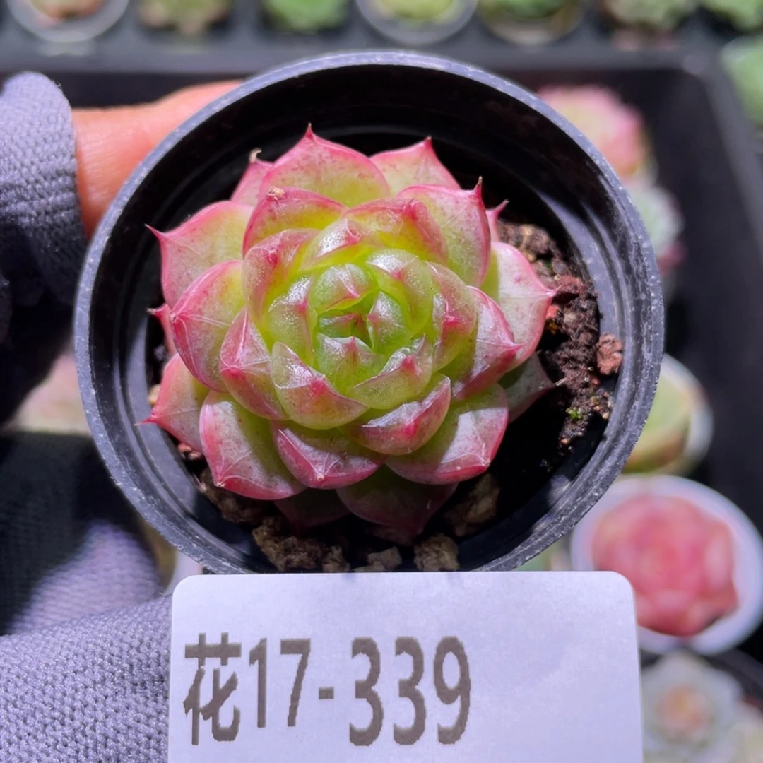 花利美17-339海王