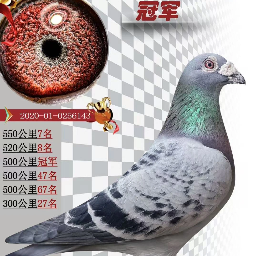 成绩鸽种鸽育种价值高子代公棚发挥稳定的信鸽