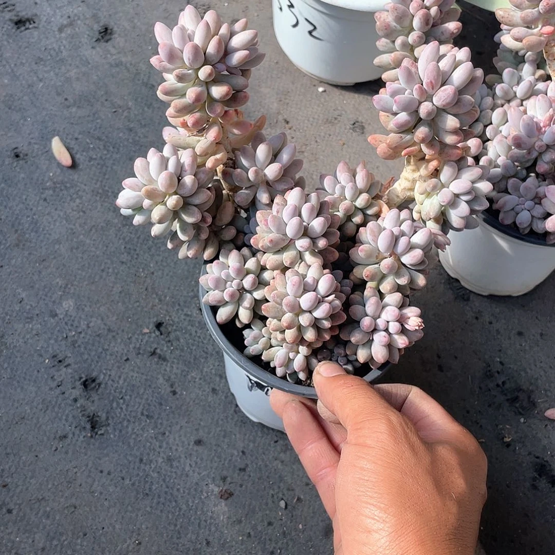 l**y婴儿手指大佬在带盆发货多肉