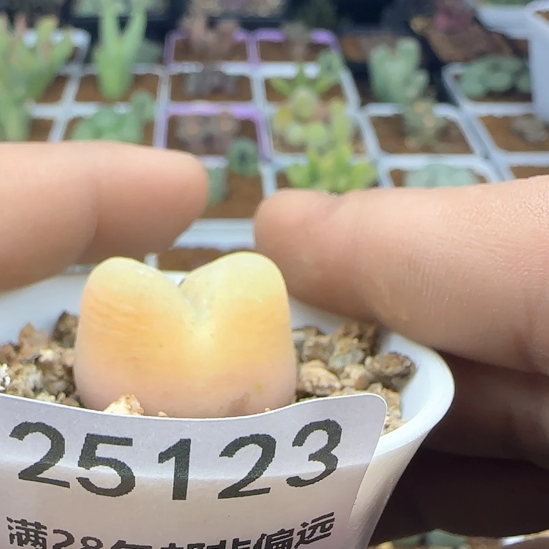 佰**柜脱土满38包邮25123