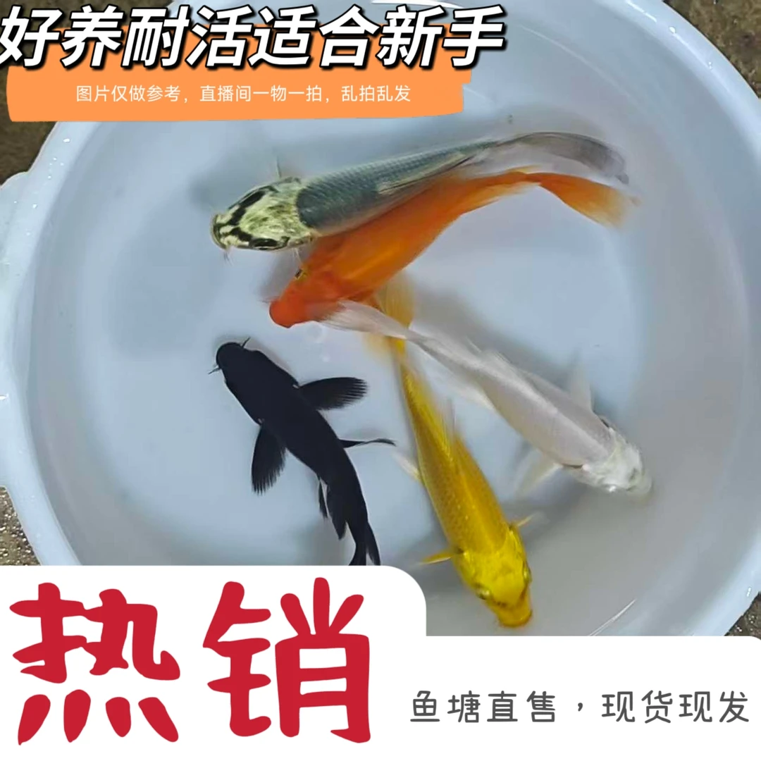新奇宠物1-100号蝴蝶鲤锦鲤草金包邮包开箱（收到务必拍开箱视频）