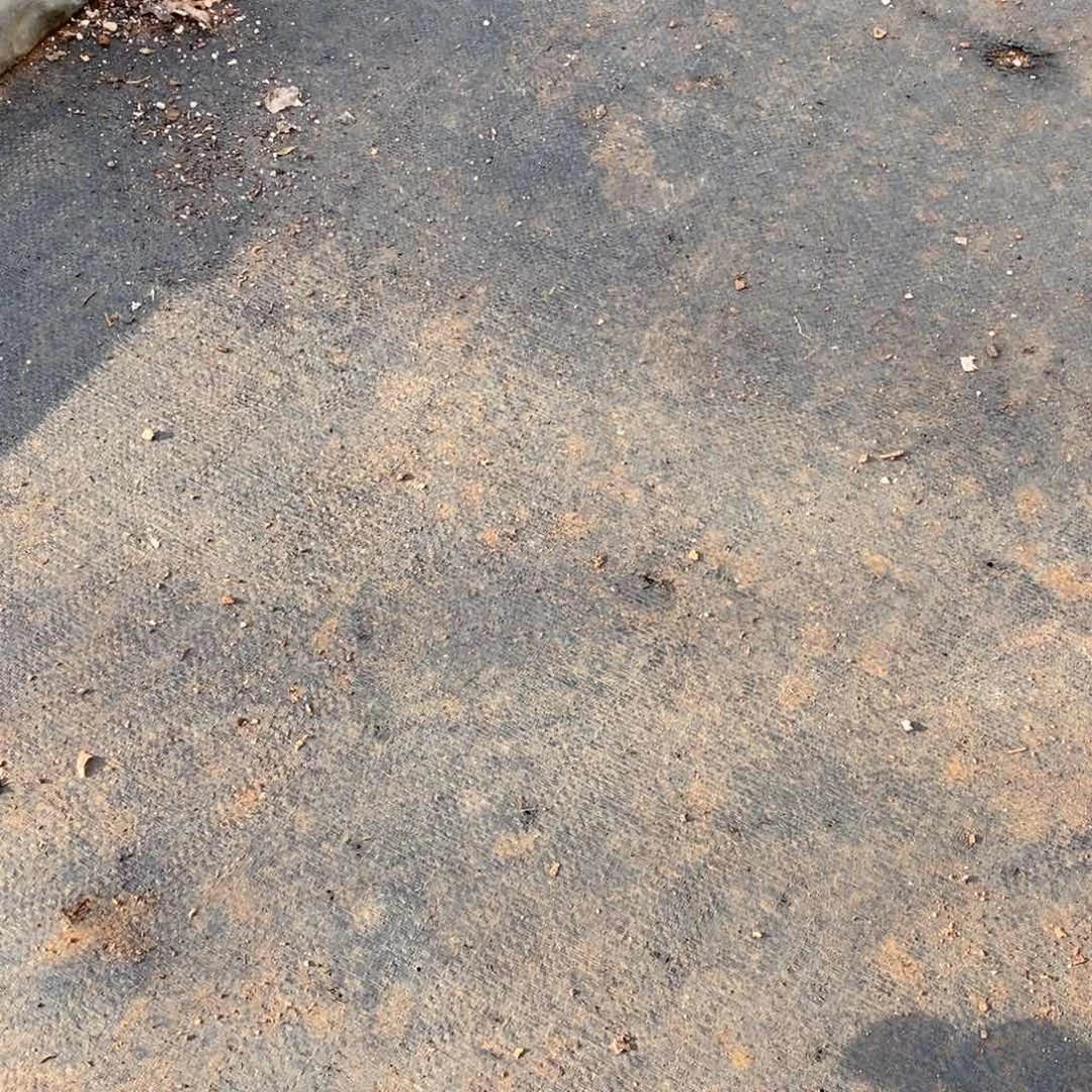 S***o杂交精品多肉老桩