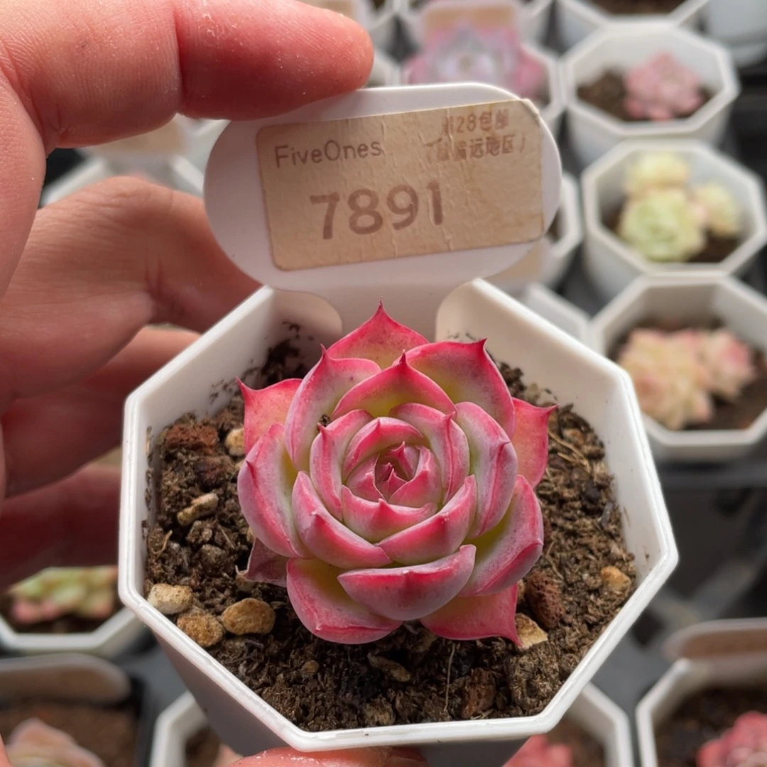 孤星7891-4.5厘米