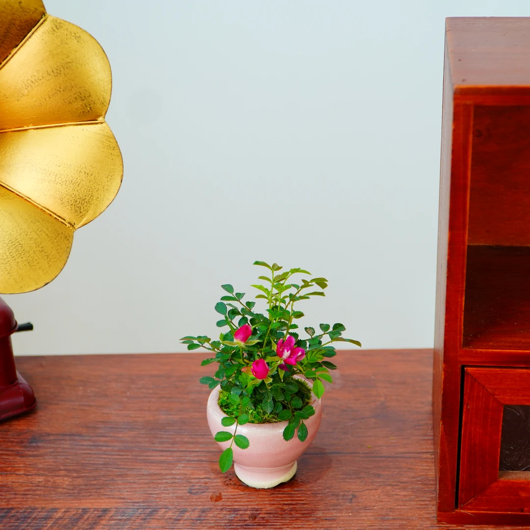 须惠姬室内办公创意迷你盆栽桌面绿植盆栽