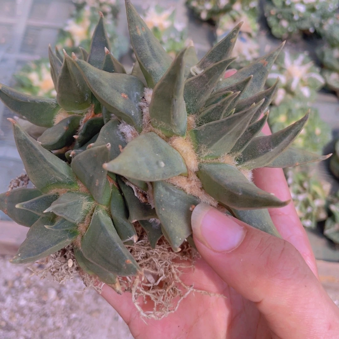 自根龙牙群生福利