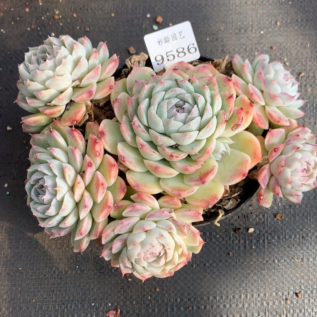 9586新年快乐发发发