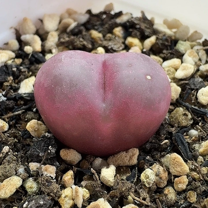 老马生石花2.1吕红2729