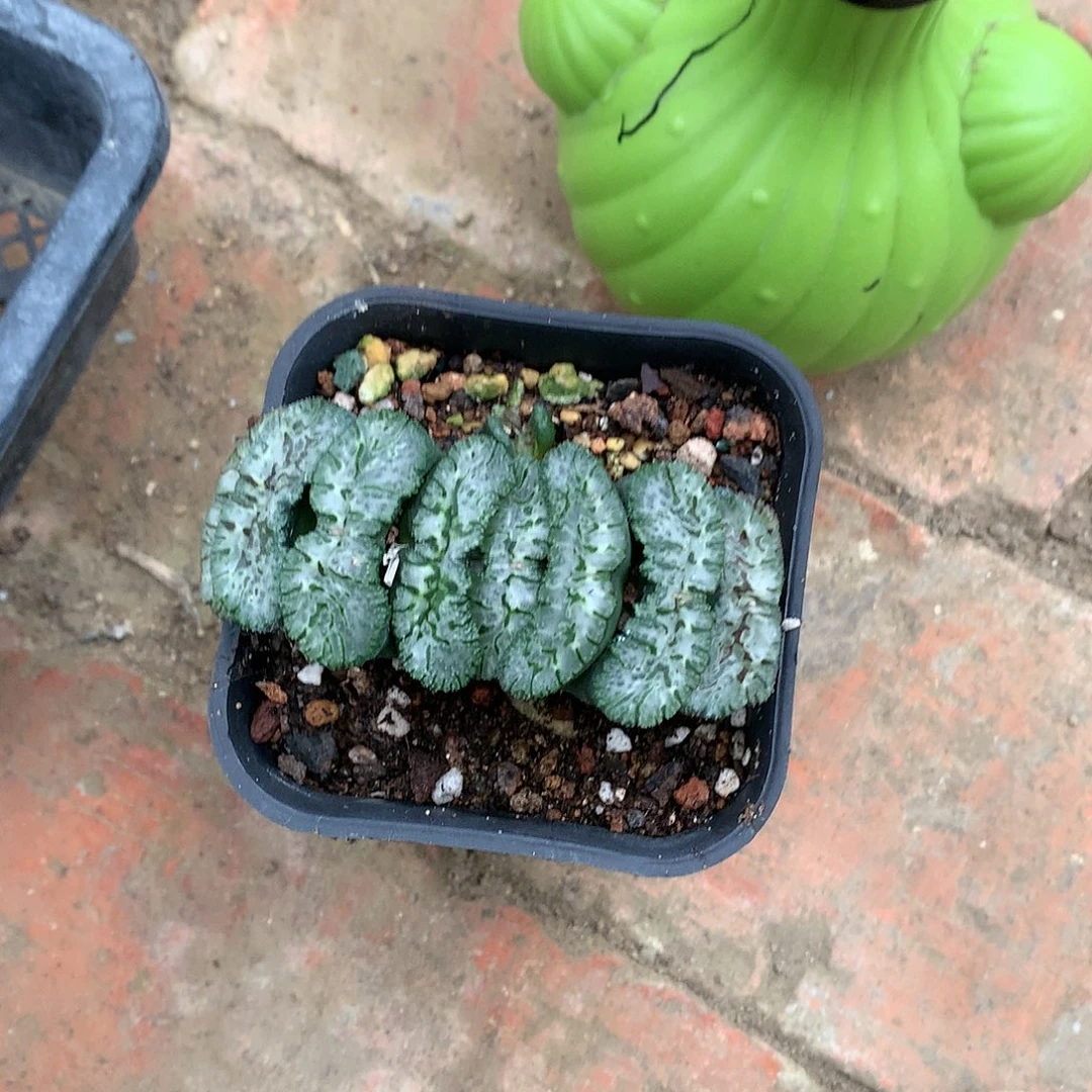 荒肌玉扇带盆土发货llo