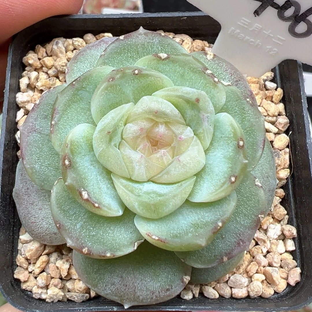 406号风花雪月系列流光小瑕疵