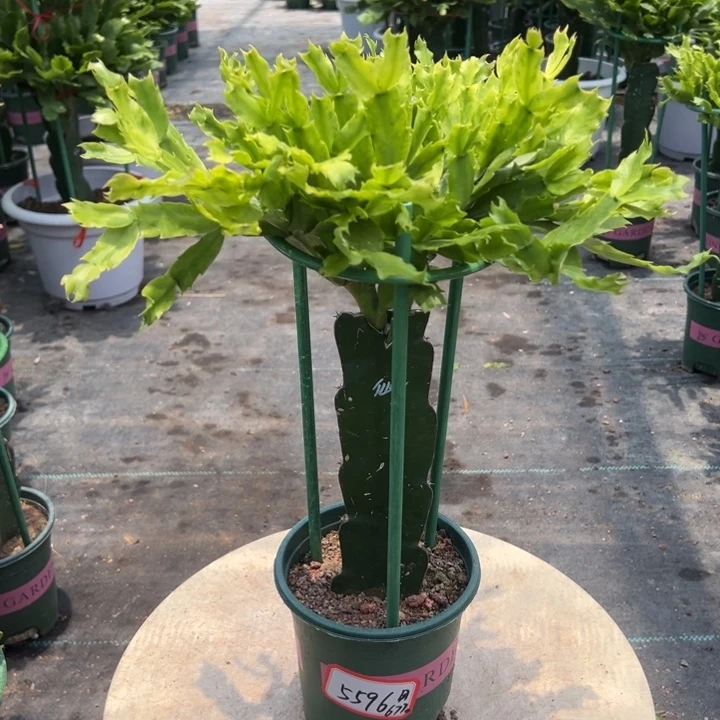 用***8荷花仙子蟹爪兰5596