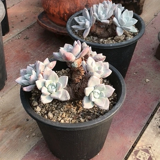 厚叶大花朵仙女棒