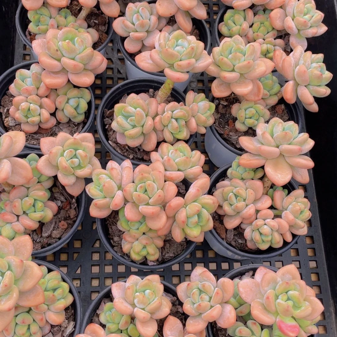 量拍22号 优选红洛神老桩大群生一个