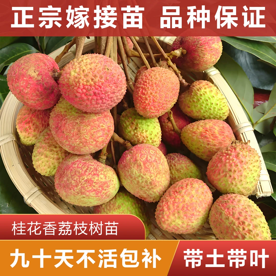 广西早熟品种桂花香山楂荔枝树苗水果树苗盆栽水果树带土果树盆栽