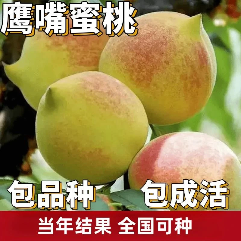 鹰嘴桃树果苗南北方庭院地栽特大果树盆栽嫁接蜜桃子苗树当年结果