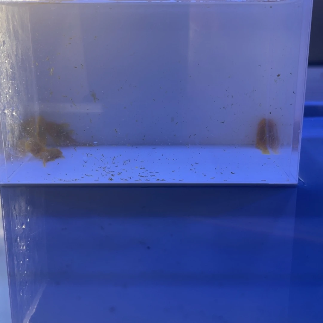 清道夫鱼胡子5条开箱视频报损